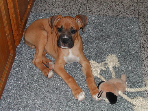 Harley