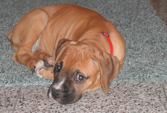 Harley