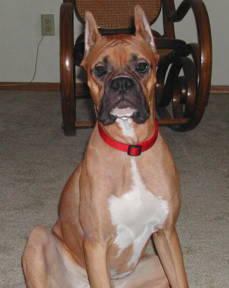 Harley
