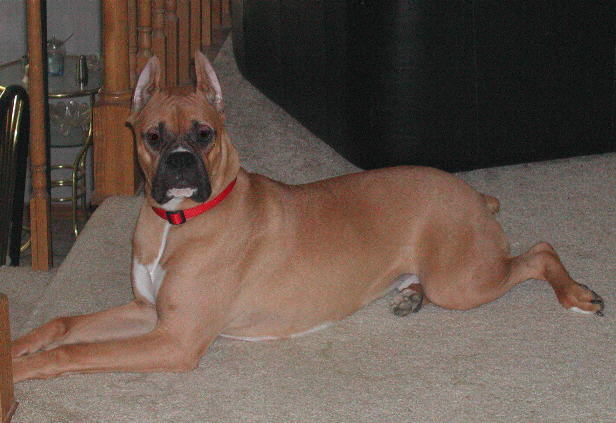 Harley