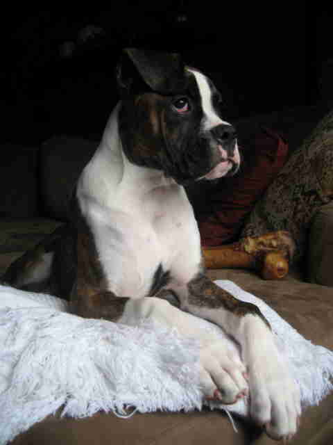 Harley