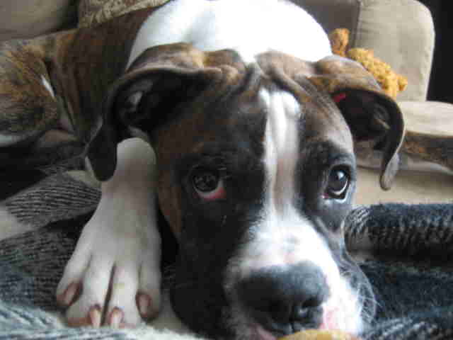 Harley