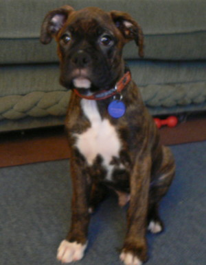 harley