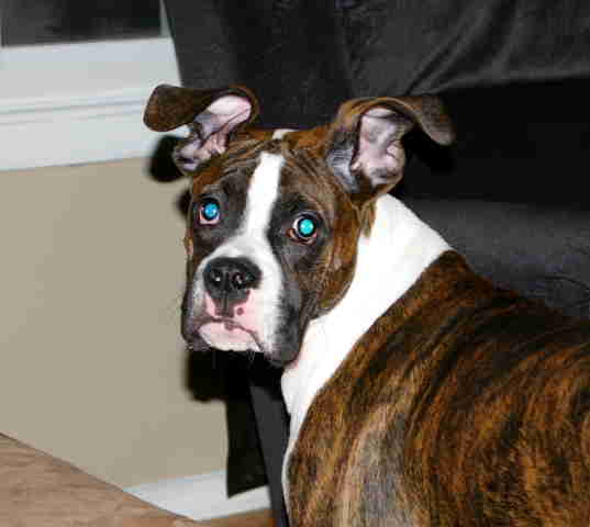 Harley