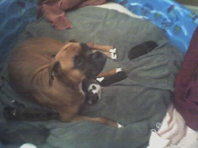 Harley