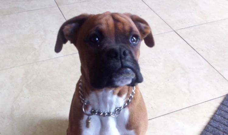 Harley