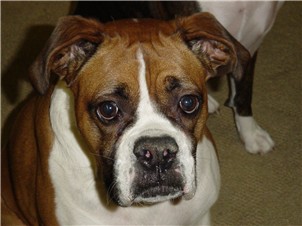 Harley1