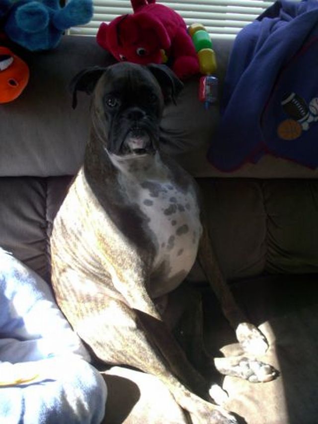 Harley_06
