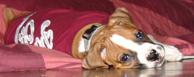 HARLEY_9_WEEKS_YOUNG