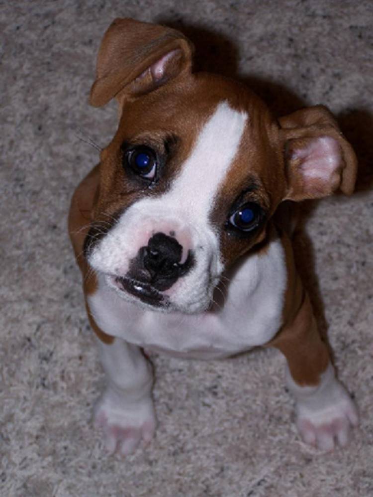 Harley_Head_Tilt_Reduced