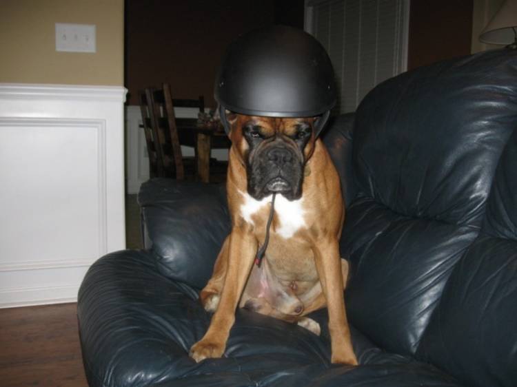Harley_II