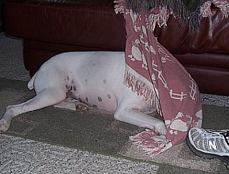 Harley_June_2008