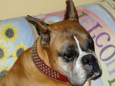 Harleys new leather collar!!!