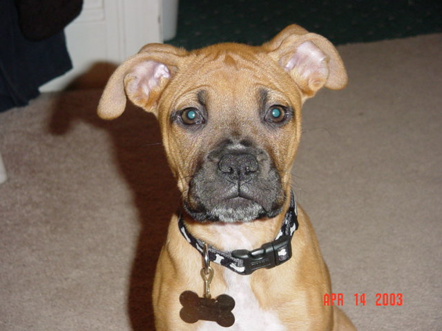 Harlie @ 11 weeks