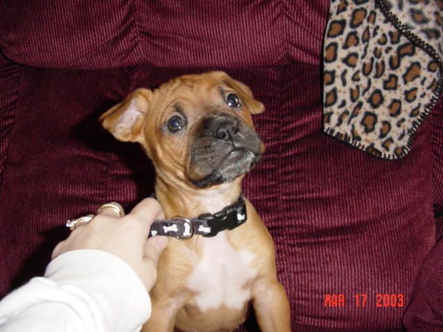 Harlie @ 6 weeks (2)