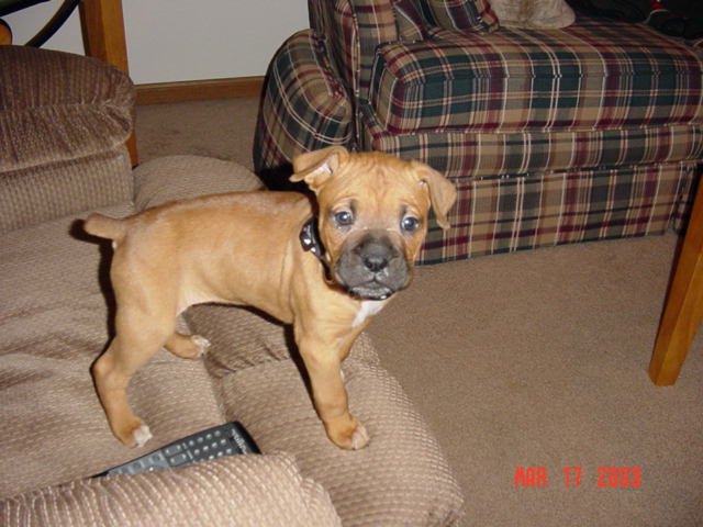Harlie @ 6 weeks (3)