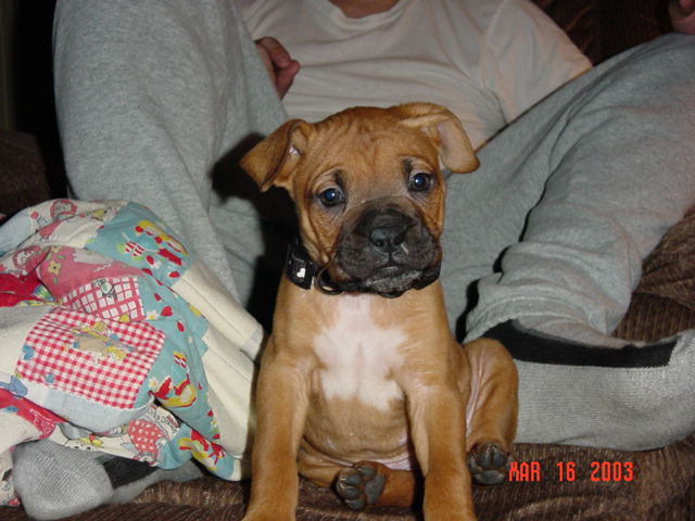 Harlie @ 6 weeks