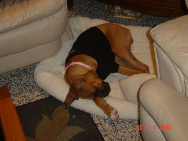 Harlie at Nonnas house