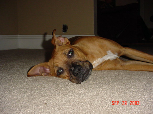 Harlie being cute!