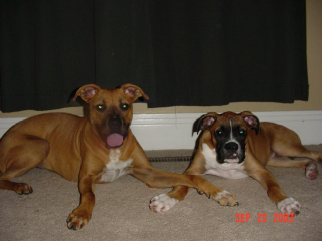 Harlie & Max