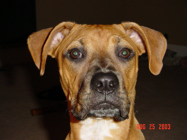 Harlie's ears!