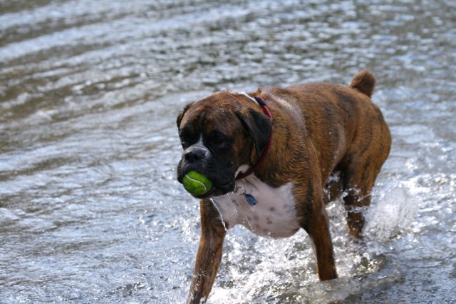Harry In the Water, He loves it!