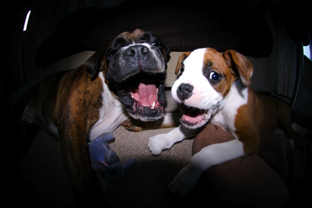 Harry & Ruby pulling funny faces