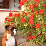 Harry with Roses