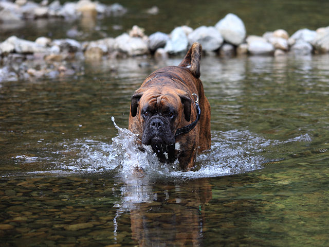 HarryInTheRiver