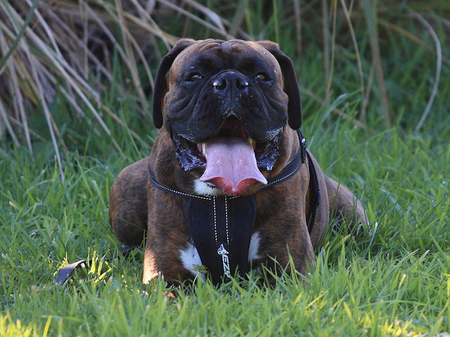 HarrySmiling