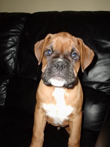 Harvey 10 wks