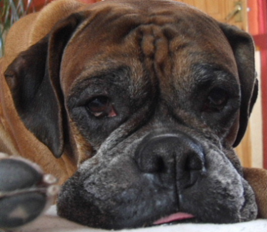 Harvey 2005