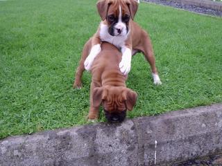 Harvey and his brother 7 wks