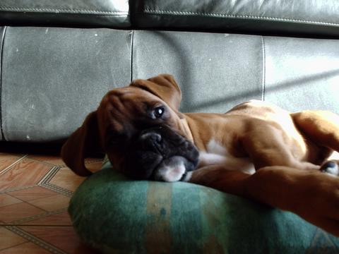 Harvey resting!!