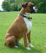 Harveyfeild