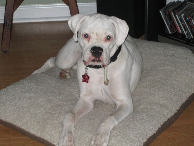 Has anyone seen my bone?