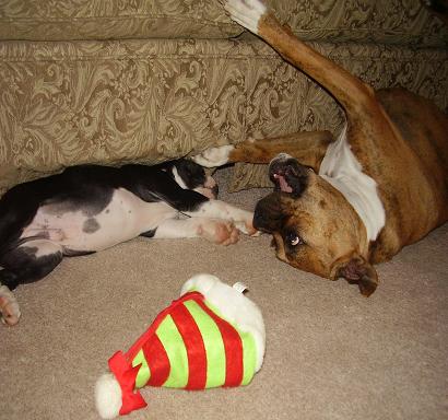 having some puppy fun