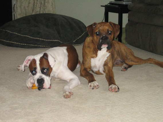 Havoc and Mayhem