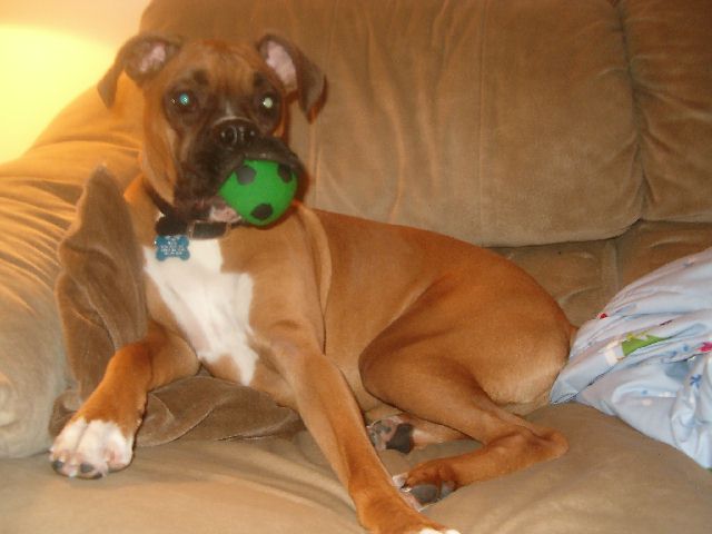 Hazel Loves Her Ball!
