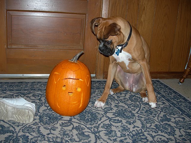 Hazel'sPumpkin