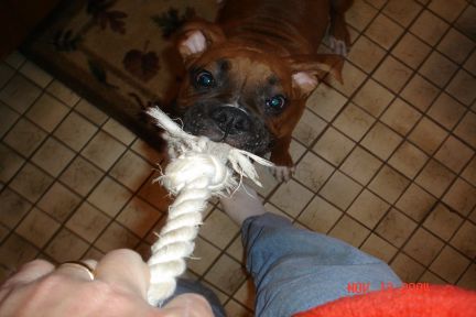 He can really Tug