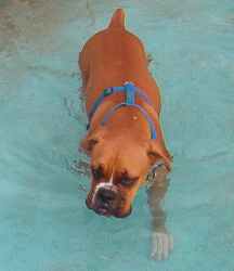 He IS a water dog!!!