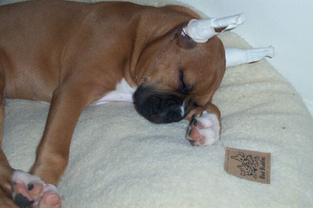 He is cute......when he is asleep!!