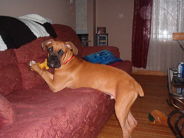 he is growin fast already 38 pounds