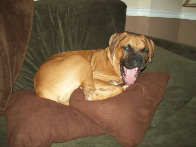 He looks like a hyena!