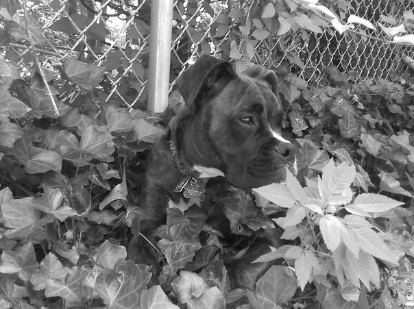 He loves to hang in the Ivy by the pool