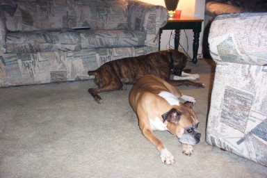 He Takes My Bone...You Take Pictures!