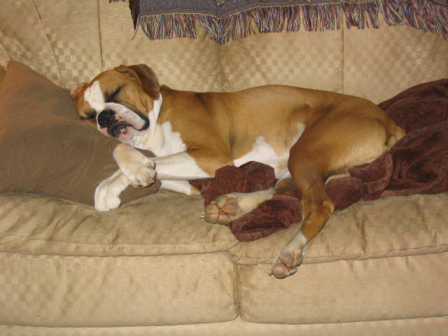 he thinks he is human