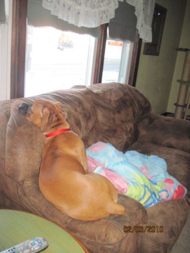He thinks he's a cat.