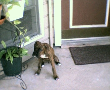 He thinks he's a vegan